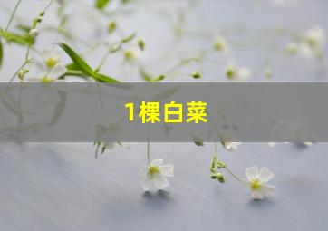 1棵白菜