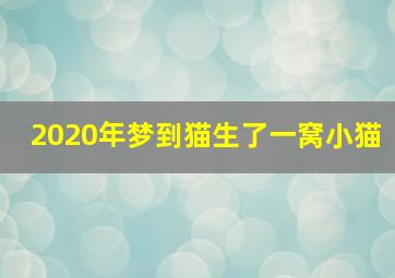 2020年梦到猫生了一窝小猫