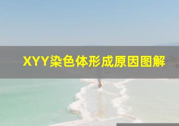 XYY染色体形成原因图解