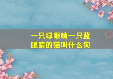 一只绿眼睛一只蓝眼睛的猫叫什么狗