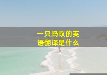 一只蚂蚁的英语翻译是什么