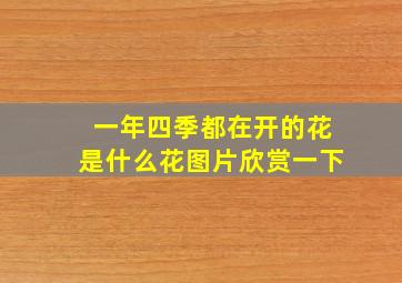 一年四季都在开的花是什么花图片欣赏一下