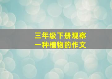 三年级下册观察一种植物的作文