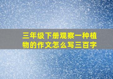 三年级下册观察一种植物的作文怎么写三百字