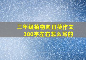 三年级植物向日葵作文300字左右怎么写的