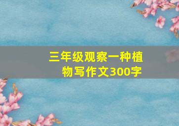 三年级观察一种植物写作文300字