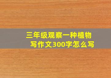 三年级观察一种植物写作文300字怎么写