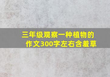 三年级观察一种植物的作文300字左右含羞草