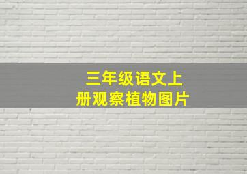 三年级语文上册观察植物图片