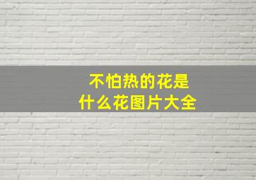 不怕热的花是什么花图片大全