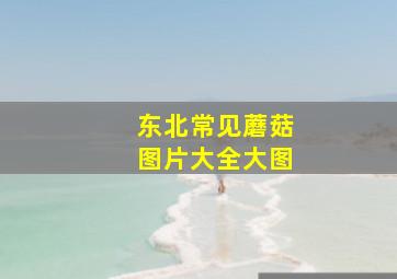 东北常见蘑菇图片大全大图