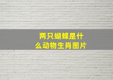 两只蝴蝶是什么动物生肖图片