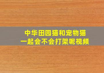 中华田园猫和宠物猫一起会不会打架呢视频