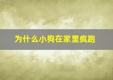 为什么小狗在家里疯跑