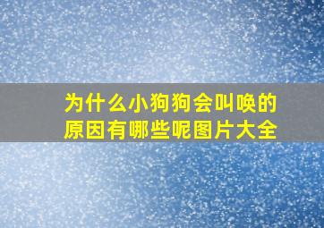 为什么小狗狗会叫唤的原因有哪些呢图片大全