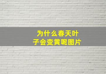 为什么春天叶子会变黄呢图片