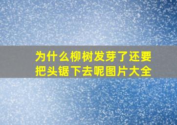 为什么柳树发芽了还要把头锯下去呢图片大全