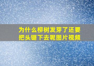 为什么柳树发芽了还要把头锯下去呢图片视频