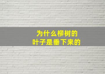 为什么柳树的叶子是垂下来的