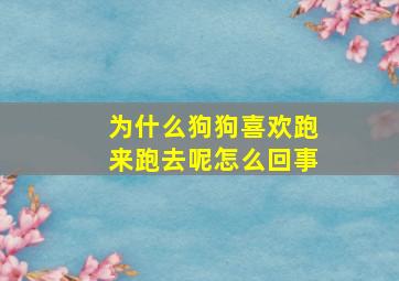 为什么狗狗喜欢跑来跑去呢怎么回事