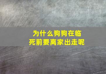 为什么狗狗在临死前要离家出走呢