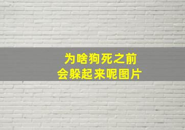 为啥狗死之前会躲起来呢图片