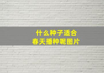 什么种子适合春天播种呢图片