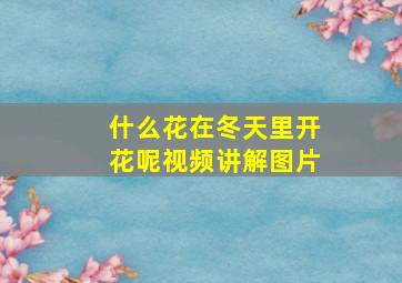 什么花在冬天里开花呢视频讲解图片