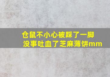 仓鼠不小心被踩了一脚没事吐血了芝麻薄饼mm