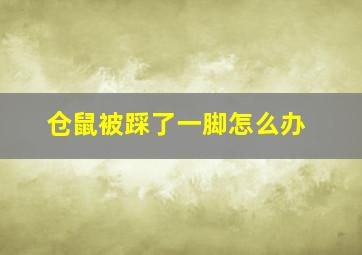 仓鼠被踩了一脚怎么办