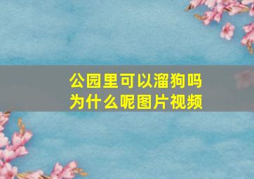 公园里可以溜狗吗为什么呢图片视频