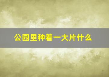 公园里种着一大片什么