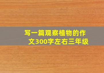 写一篇观察植物的作文300字左右三年级