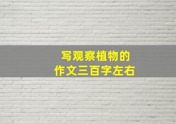 写观察植物的作文三百字左右