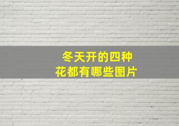 冬天开的四种花都有哪些图片