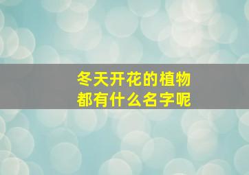 冬天开花的植物都有什么名字呢