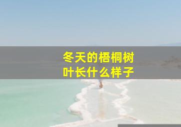 冬天的梧桐树叶长什么样子