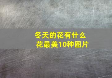 冬天的花有什么花最美10种图片