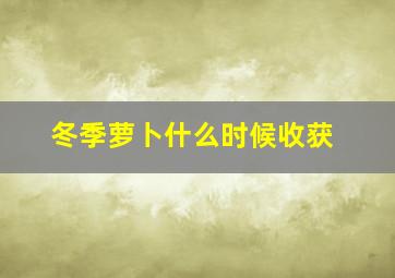 冬季萝卜什么时候收获