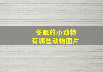 冬眠的小动物有哪些动物图片