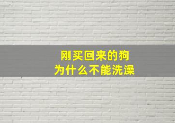 刚买回来的狗为什么不能洗澡