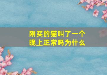 刚买的猫叫了一个晚上正常吗为什么