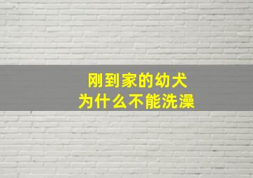 刚到家的幼犬为什么不能洗澡