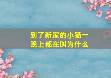 到了新家的小猫一晚上都在叫为什么