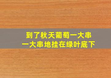 到了秋天葡萄一大串一大串地挂在绿叶底下