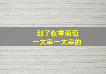 到了秋季葡萄一大串一大串的