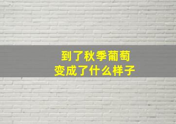 到了秋季葡萄变成了什么样子