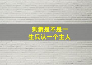 刺猬是不是一生只认一个主人