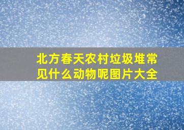 北方春天农村垃圾堆常见什么动物呢图片大全