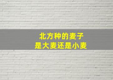 北方种的麦子是大麦还是小麦